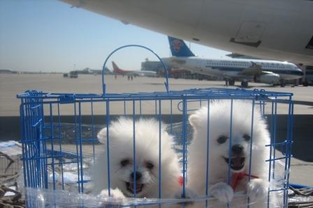 开平市宠物航空托运